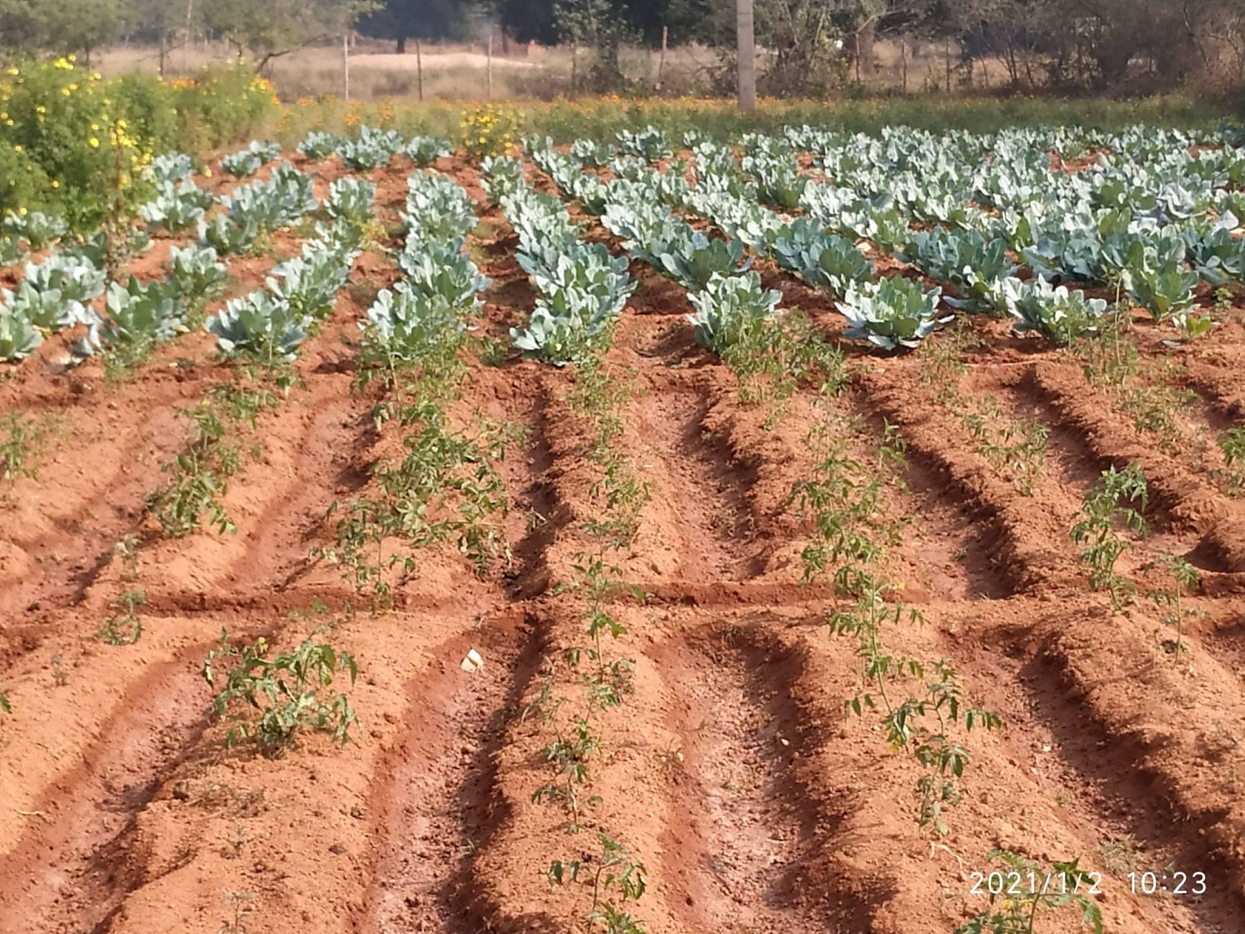 Rows of a vegetable crop planted in red coastal soil