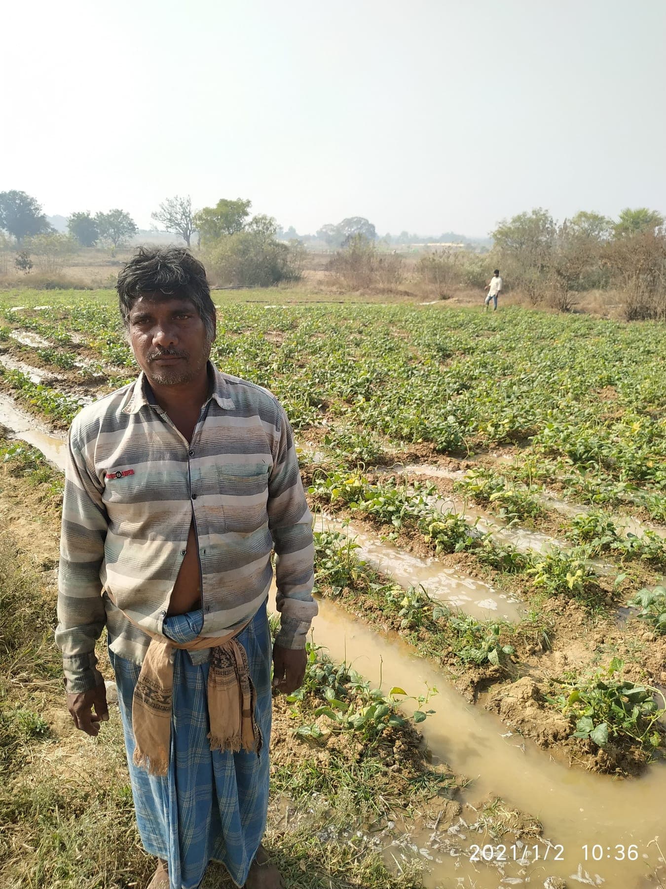 A collector standing in cultivated land at the forest edge
