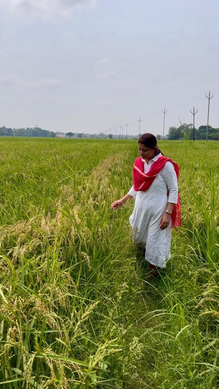 Walking a standing paddy crop on a Rayagada hill plot