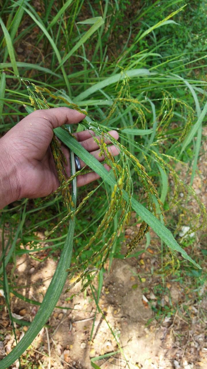 A hand holding green paddy panicles in a Kandhamal field