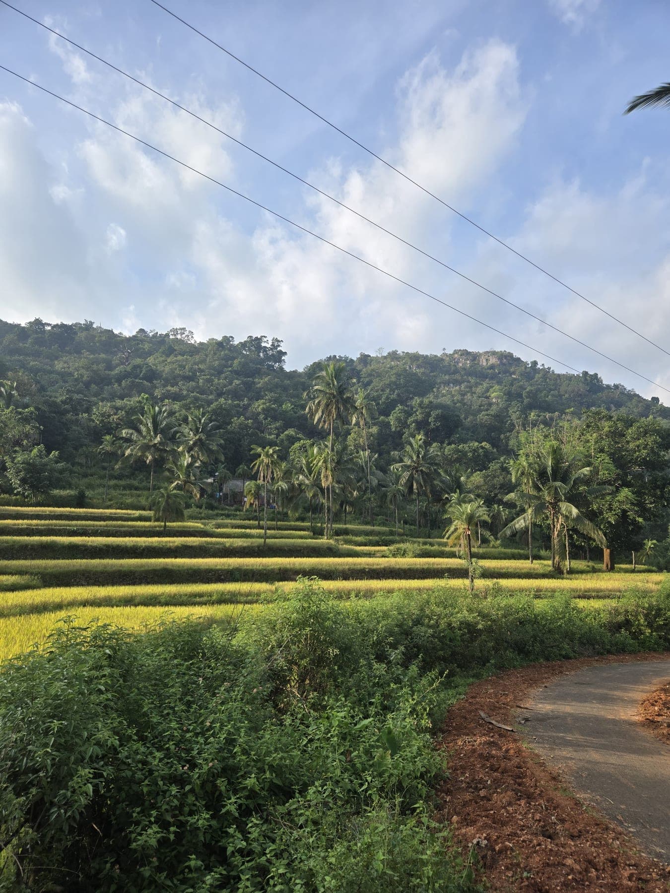 Terraced paddy fields running down a hillside in the Eastern Ghats